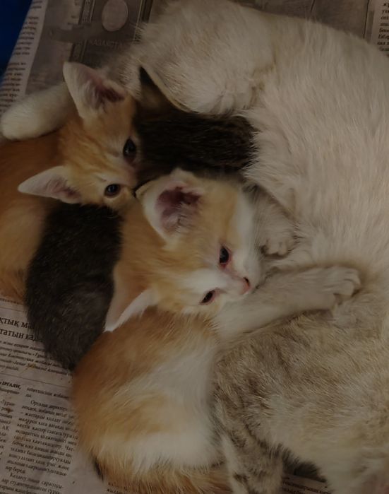 Котята бесплатно