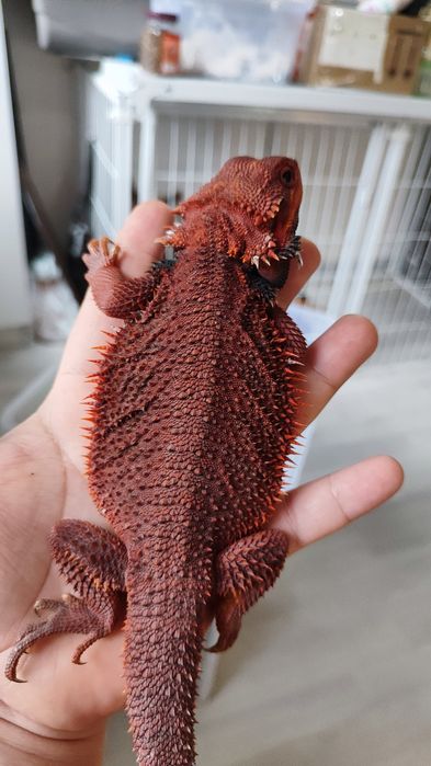 Агама Red Monster