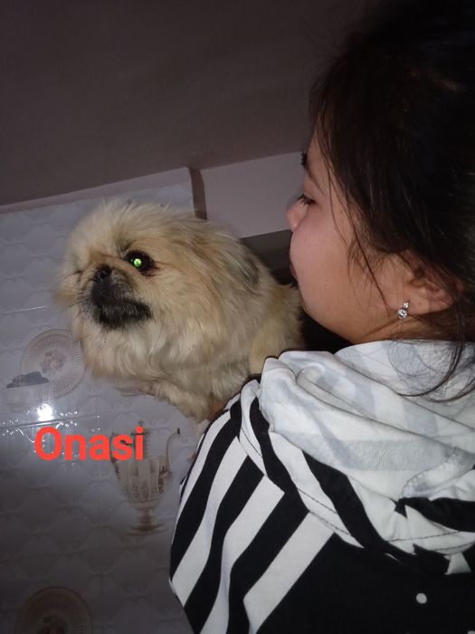 Пекинес 3 девочки