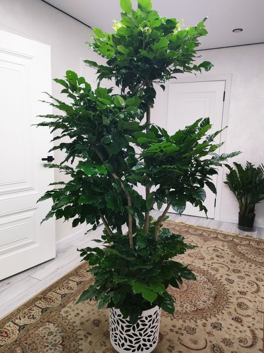 Комнатные растения. Доставка