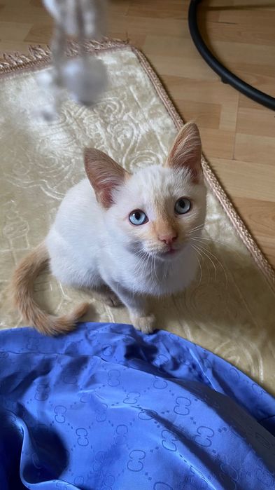 Мысықтар беремін/ котята