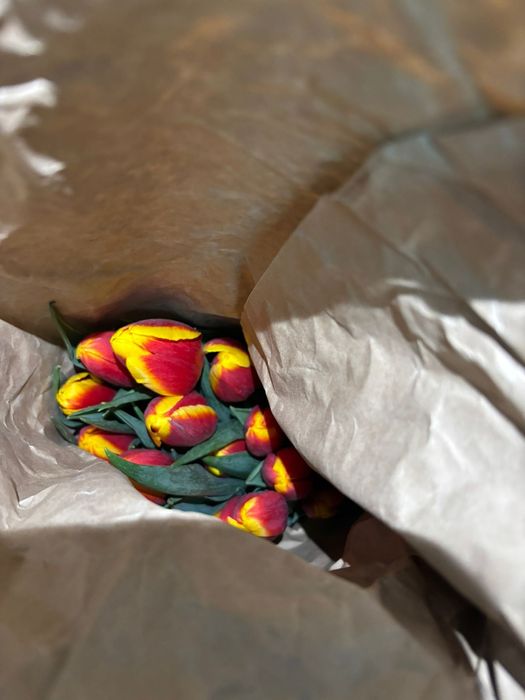 ТЮЛЬПАНЫ!!! Талдықорған!