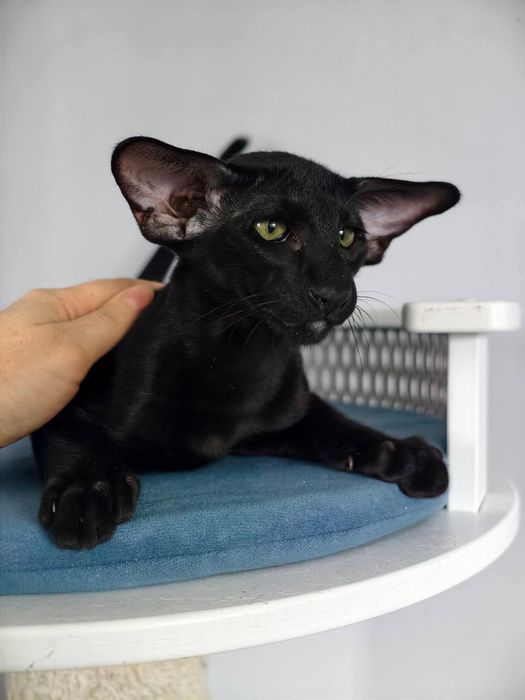 VIP. Ориентальные котята! Luxorio Katano