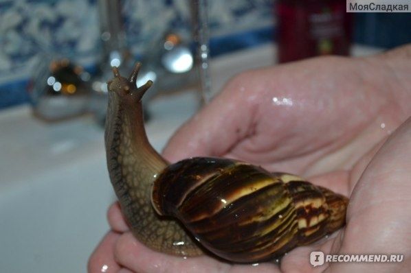 Домашние улитки Ахатины город Атырау.