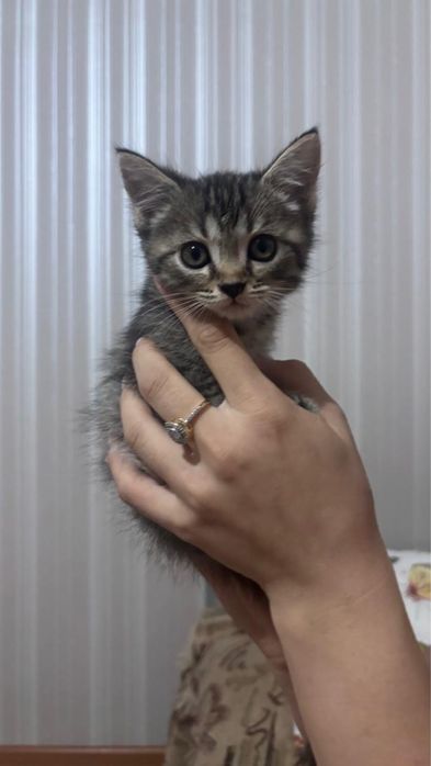 Продаются шотландские котята