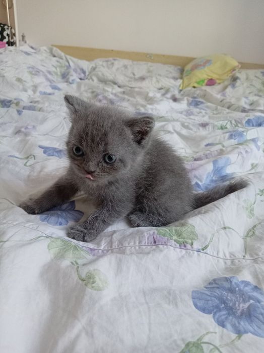 Puii british blue