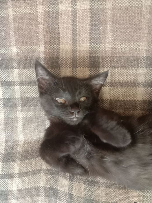 Отдам даром котенка