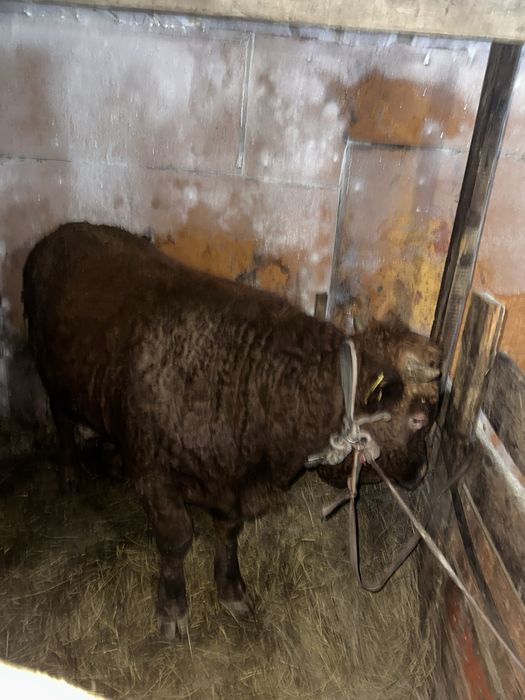 Бұқалақ 1жарым жылдық