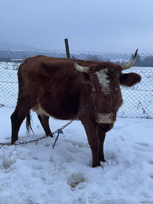 De vanzare vaca de 4 ani