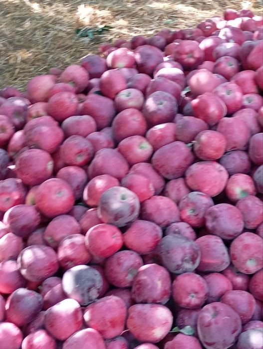 Садовник, Богбон обрезка