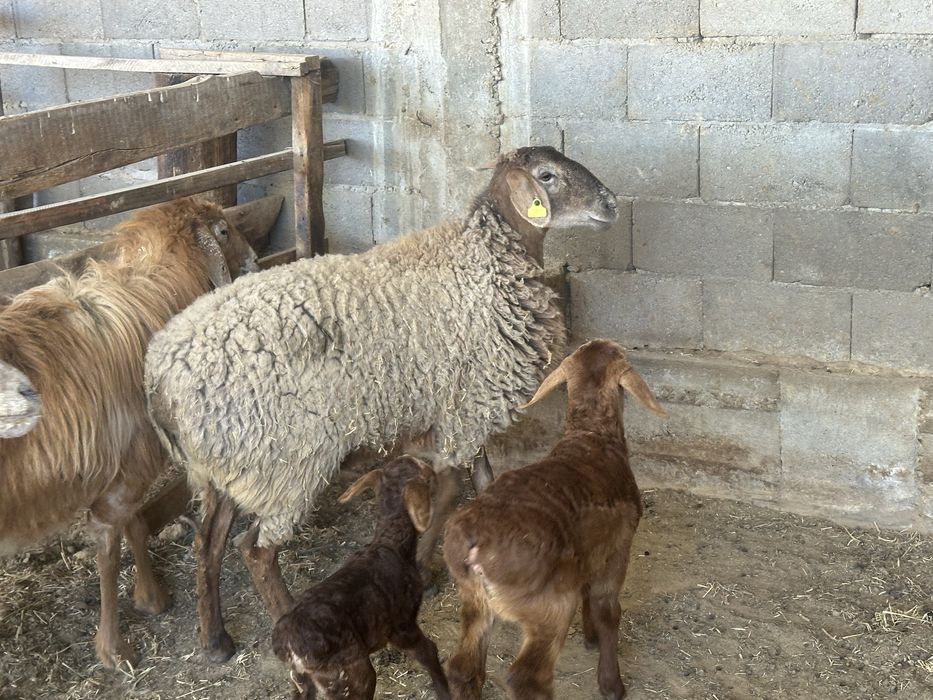 Кой тусак семыз овца