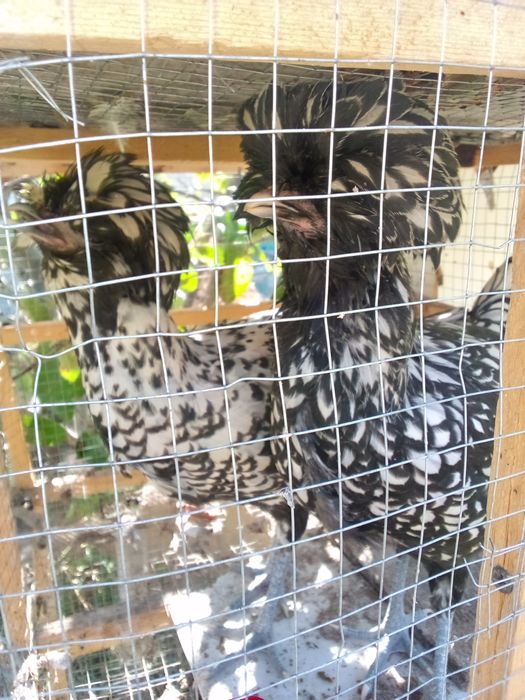 Падуван жужалар сотила