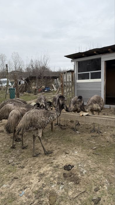 Голямо Ему Миналогодишни