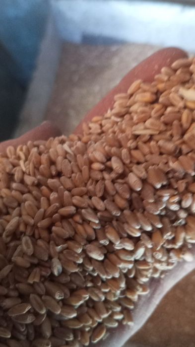 Продам 4 мешка лен и 10 мешков зерна