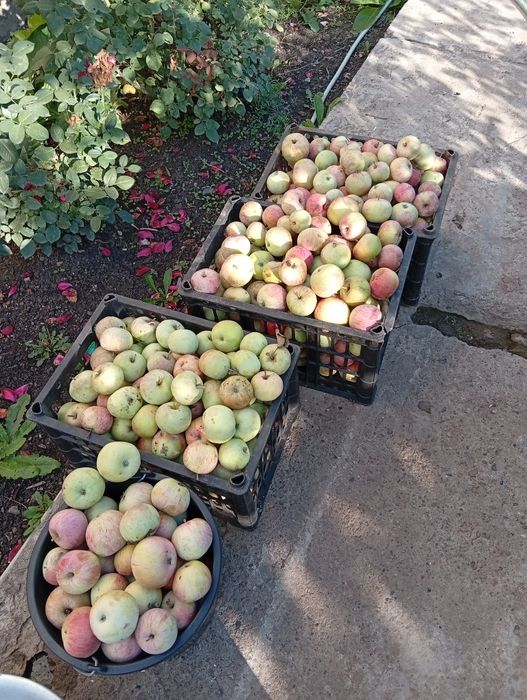Продам домашние яблоки.