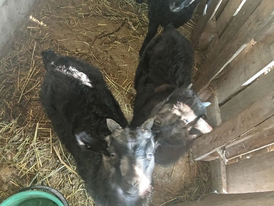 Каза с козлятами