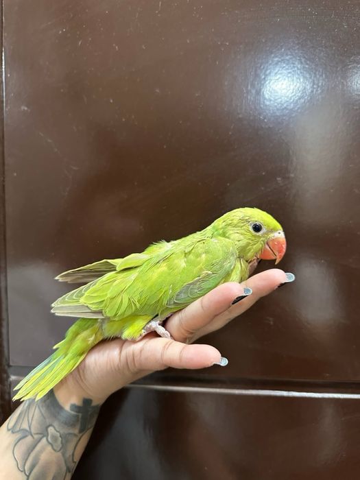 Puiuti papagali blanzi vorbitori micul alexandru alexander