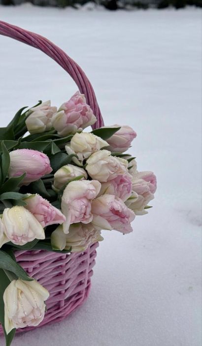 Тюльпаны пионовидыне и классика