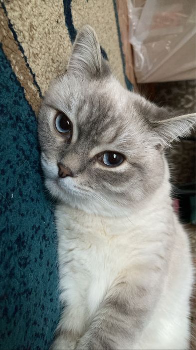 Отдам кота в хорошие руки