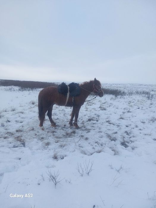 Айгыр Сатам.Продам жеребца