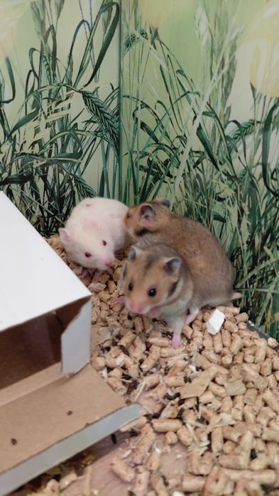 Хомяки из Зоомагазина