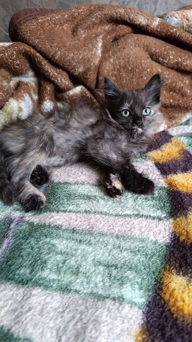 Отдам котят в добрые руки