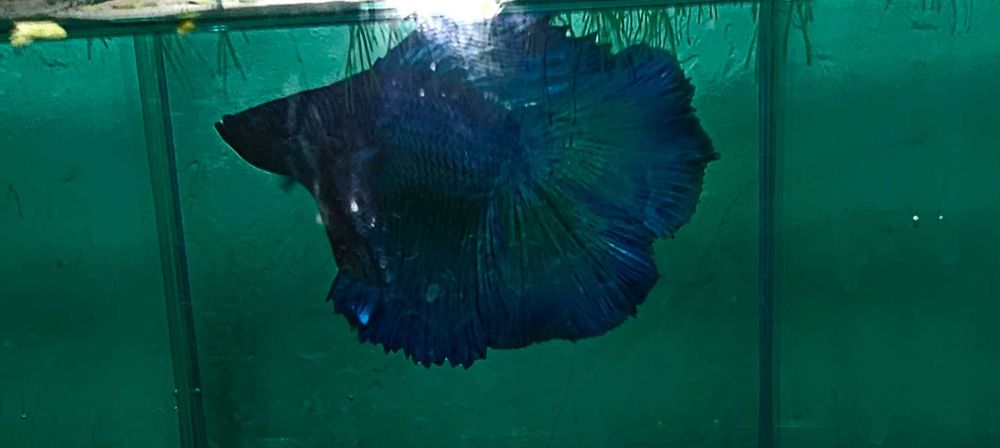 Аквариумная рыбка с аквариумом и декором.