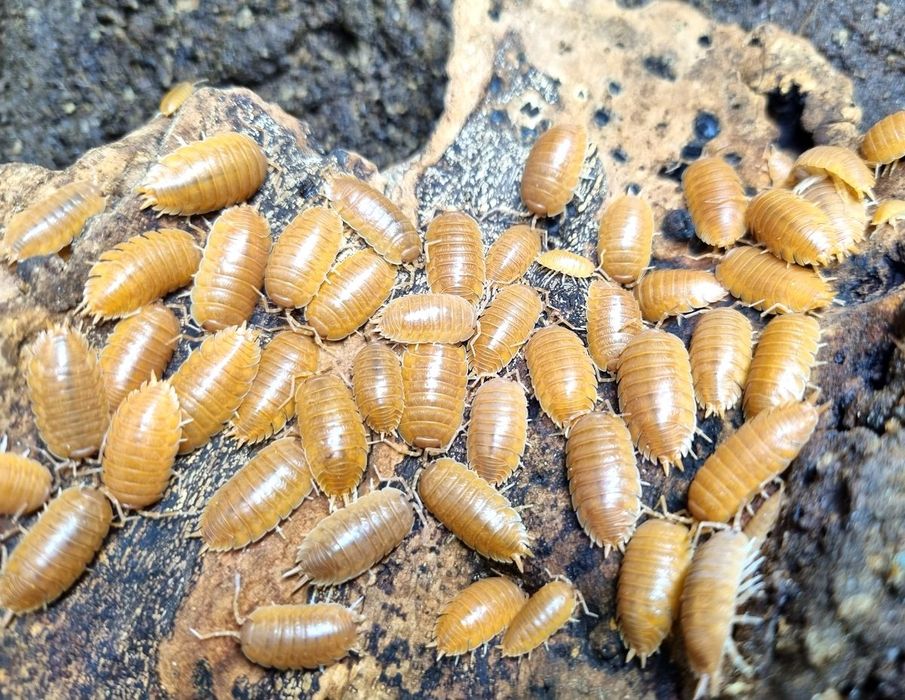 Izopozi/ izopode/milipedes