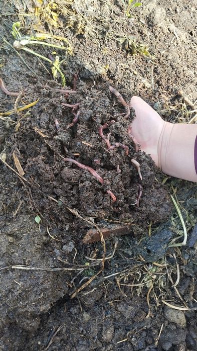 Biogomus va yomğir chuvalchangi