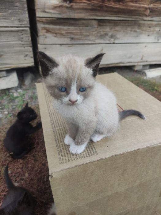 Отдам котят в добрые руки