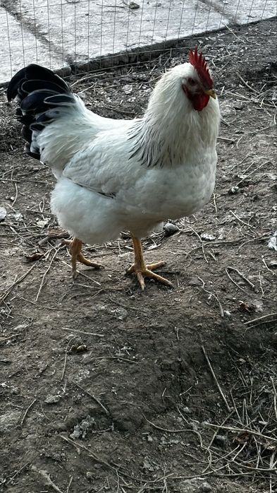 2 қораз сатылады, әрқайсысы 5000тг. Адлер.