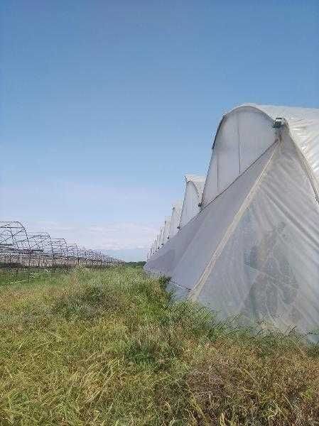 "Issiqxona" (zamonaviy tipdagi)