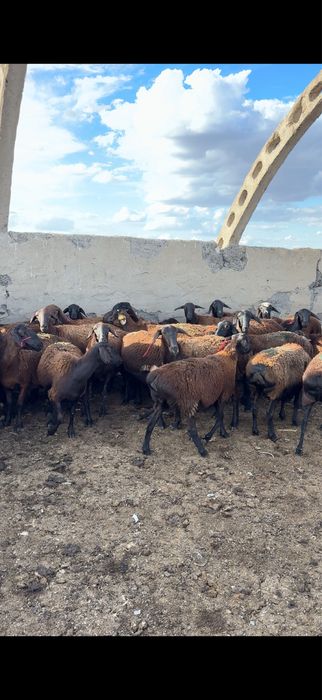 Буаз қойлар сатылады