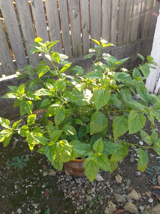 Flori de vanzare, nu le mai pot tine. Sunt flori tinute in casa cat si in curte, ingrijite.