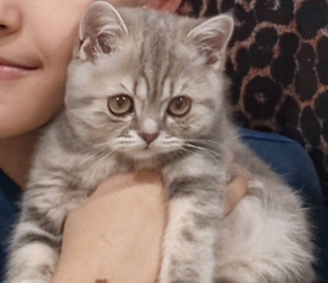 Продаются Котята