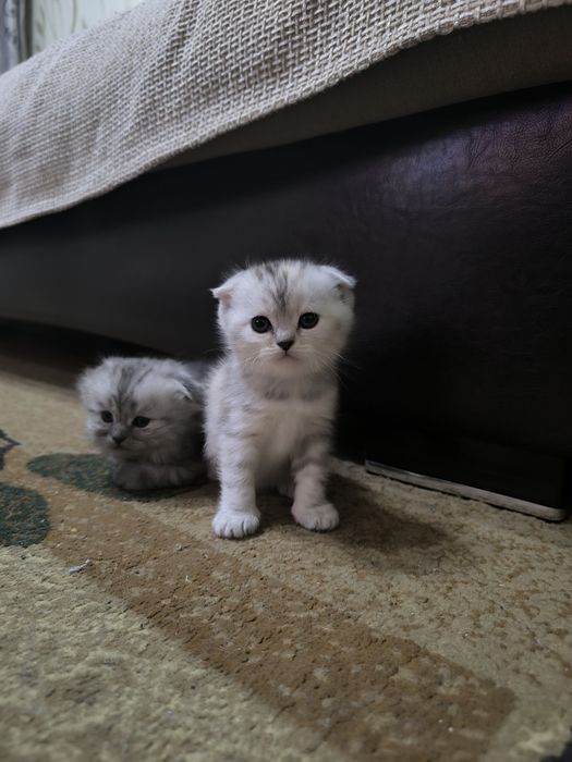 Продам котят полуперс- британец