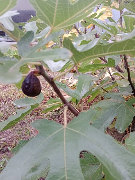 Черенки инжира разных сортов
