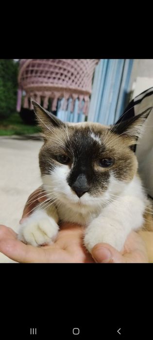 Кошка одам даром бесплатна