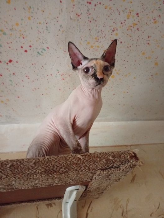 Канадский сфинкс