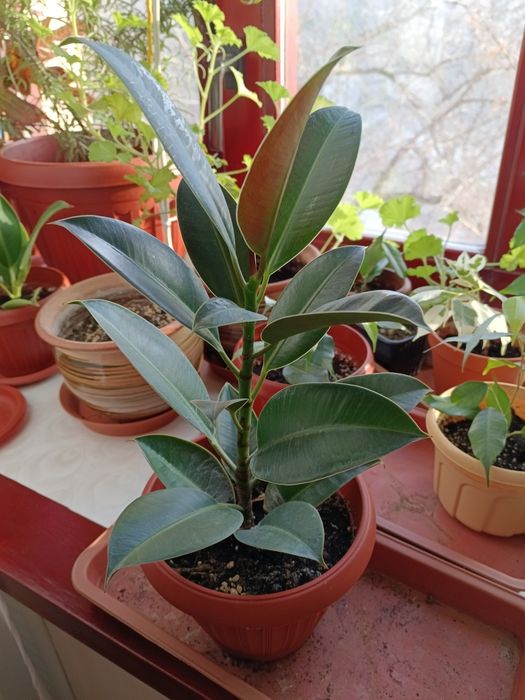 Росточки размарина