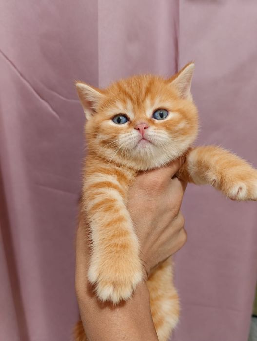 Британские рыжие котята