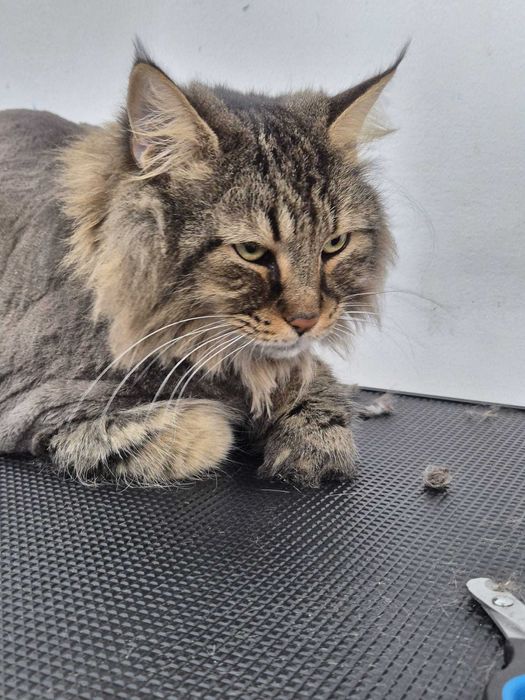 Salon Felin / Tuns Pisici / Salon Sector 6 - Frizerie Felina