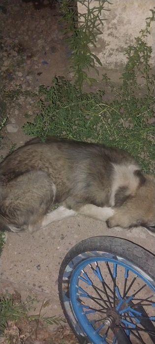 Бесплатно Алабай