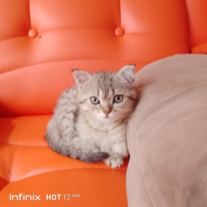 Котёнок бесплатно