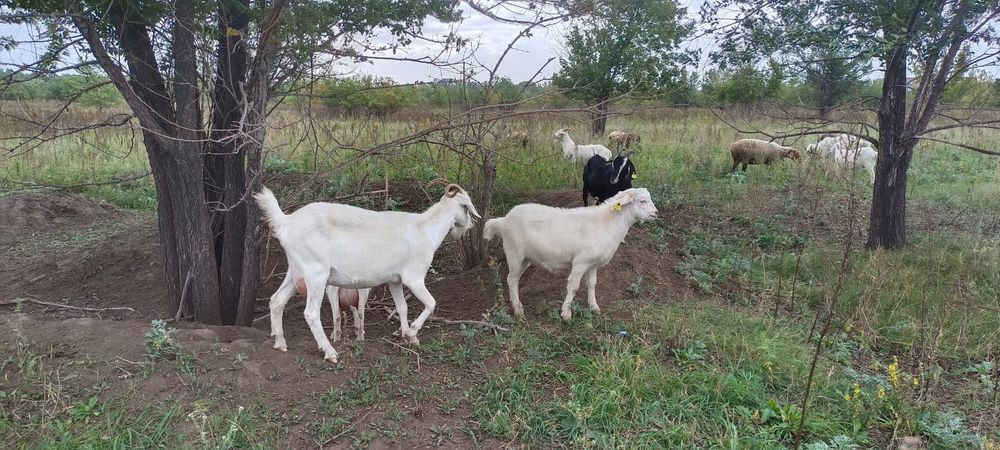 Продам мелкий рогатый скот