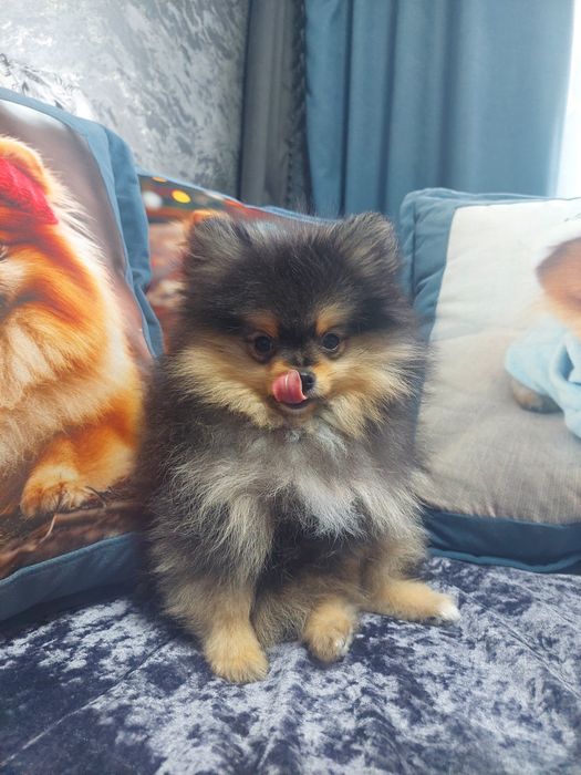 Шпиц.Мальчик красавчик.