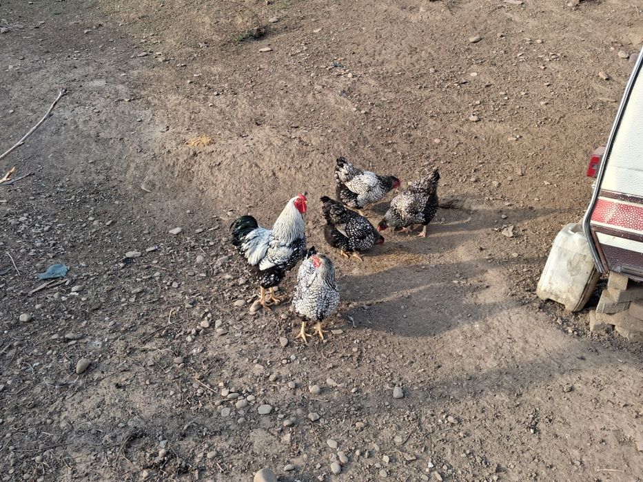 Vând oua pentru incubat