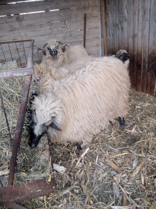 Vând 2oi si un berbec