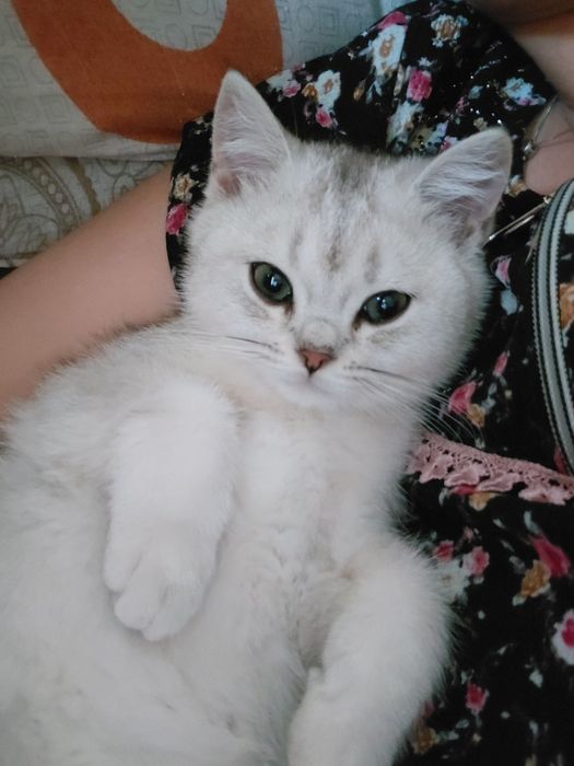 Serebra..shinshil ogʻil bola_5 oylik. Onasi: Zalataya shinshil  1.5 y