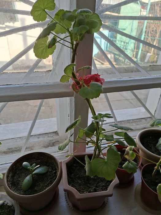 Герань - комнатный цветок